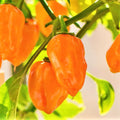 Orange Habanero Pepper Seeds - Spicy 350,000 Scoville Units - Capsicum chinense - Ideal for 2025 Planting