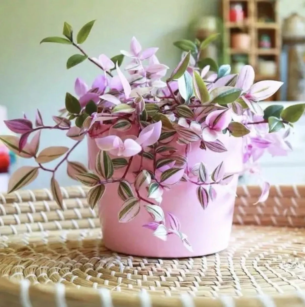 Live 4”-8” Tradescantia Nanouk Cuttings - Rare Pink Wandering Jew Plant