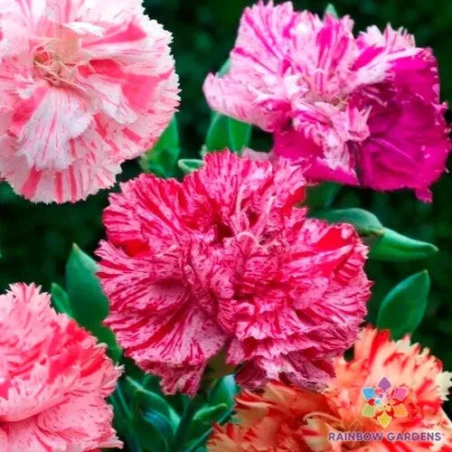 Picotee Mix Carnation Seeds - 200+ Pack for Garden Planting - Dianthus caryophyllus - USA