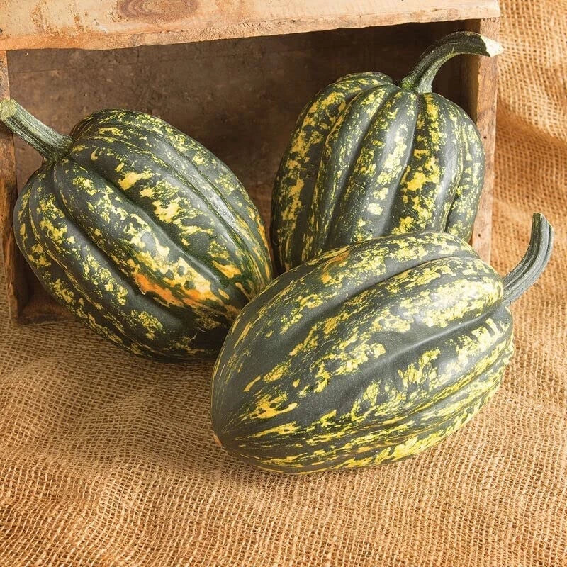 Starry Night Acorn Squash Seeds | 10 Seeds for Planting | Decorative Fall Variety | Cucurbita pepo