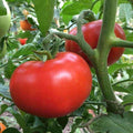Sub Arctic Plenty Tomato Seeds - 45-50 Days - Early Ripening Variety - Solanum lycopersicum - 25 Seeds