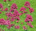 Red Valerian Seeds, 100 Count, Red, Centranthus ruber, Jupiter's Beard