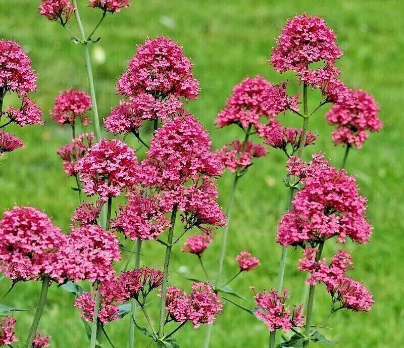 Red Valerian Seeds, 100 Count, Red, Centranthus ruber, Jupiter's Beard