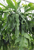 RARE Epiphyllum Crenatum "Beavertail" 6-8" Fresh Cactus Cuttings - Hard to Find, Unique Succulent Plant