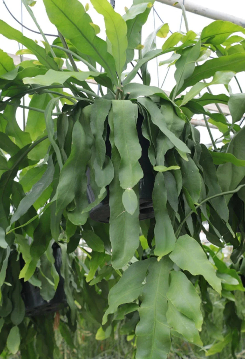 RARE Epiphyllum Crenatum "Beavertail" 6-8" Fresh Cactus Cuttings - Hard to Find, Unique Succulent Plant