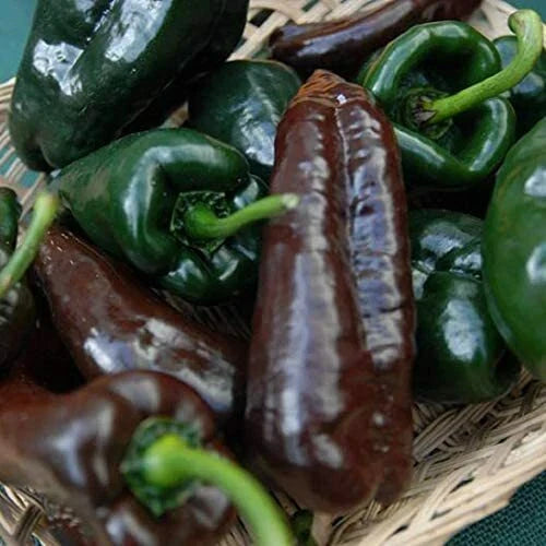 Mulato Isleno Poblano Pepper Seeds | Heirloom Non-GMO | Capsicum annuum