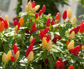 Pequin Chili Pepper Seeds - 25+ Organic Piquin FRESH Bird Pepper Seeds (Capsicum annuum)