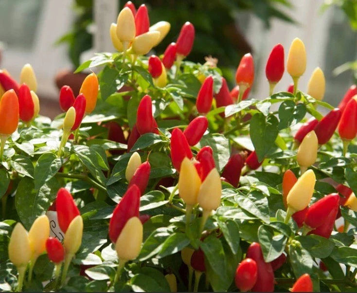Pequin Chili Pepper Seeds - 25+ Organic Piquin FRESH Bird Pepper Seeds (Capsicum annuum)