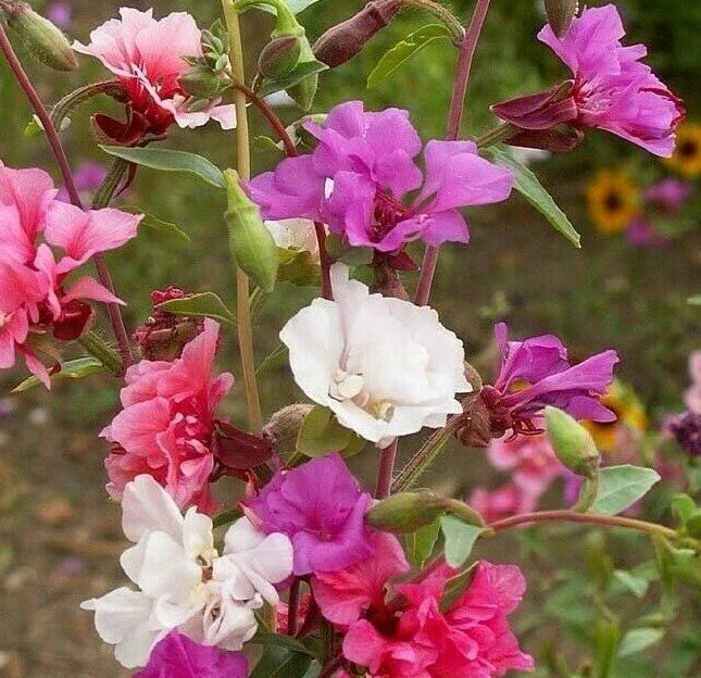 Clarkia Flower Seeds 1000+ Annual Garden Seeds Mixed Colors Godetia