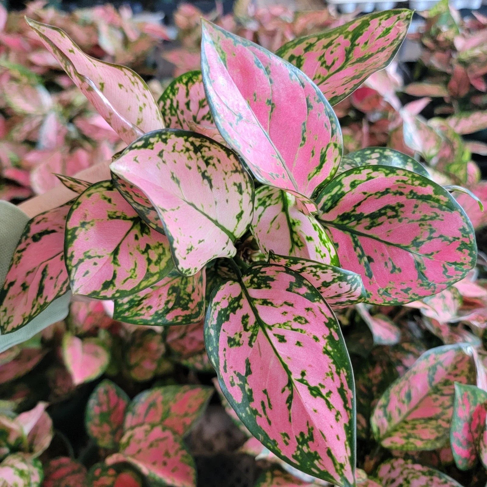 Aglaonema Lady Valentine Plant | 3 Inch Pot | Easy Care Indoor Tropical | Aglaonema commutatum