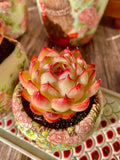 Succulent Plant Wedding Favors - Soul Fairy Variety - Easy Care Bare Root Succulent - Perfect for Events