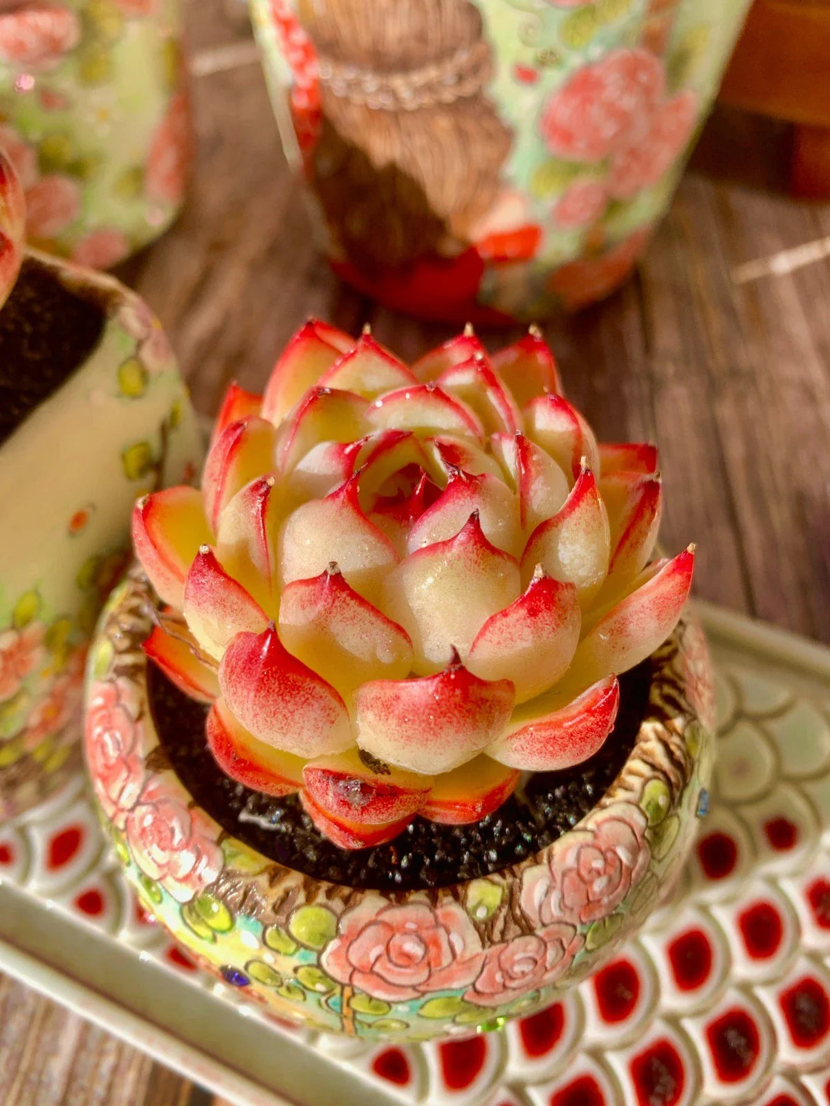 Succulent Plant Wedding Favors - Soul Fairy Variety - Easy Care Bare Root Succulent - Perfect for Events