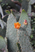 Cow's Tongue Cactus Pad Cutting - Opuntia liguiformis - Hardy Succulent Plant for Indoor or Outdoor Gardening