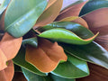 Fresh Live Magnolia Leaves - Green Foliage for Crafting and Decor - Magnolia grandiflora