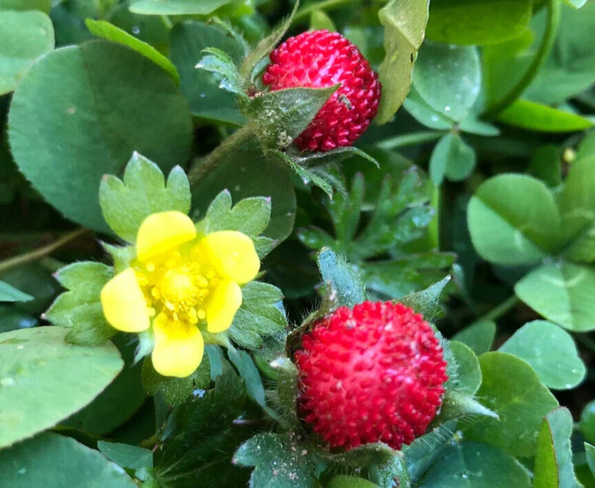Wild Strawberry Plant | Easy Hardy Fruit | Indian Strawberry | Fragaria vesca