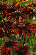 Moreno Rudbeckia Seeds - 200+ Bulk Garden Seeds for Planting - Black-Eyed Susan (Rudbeckia hirta) - USA