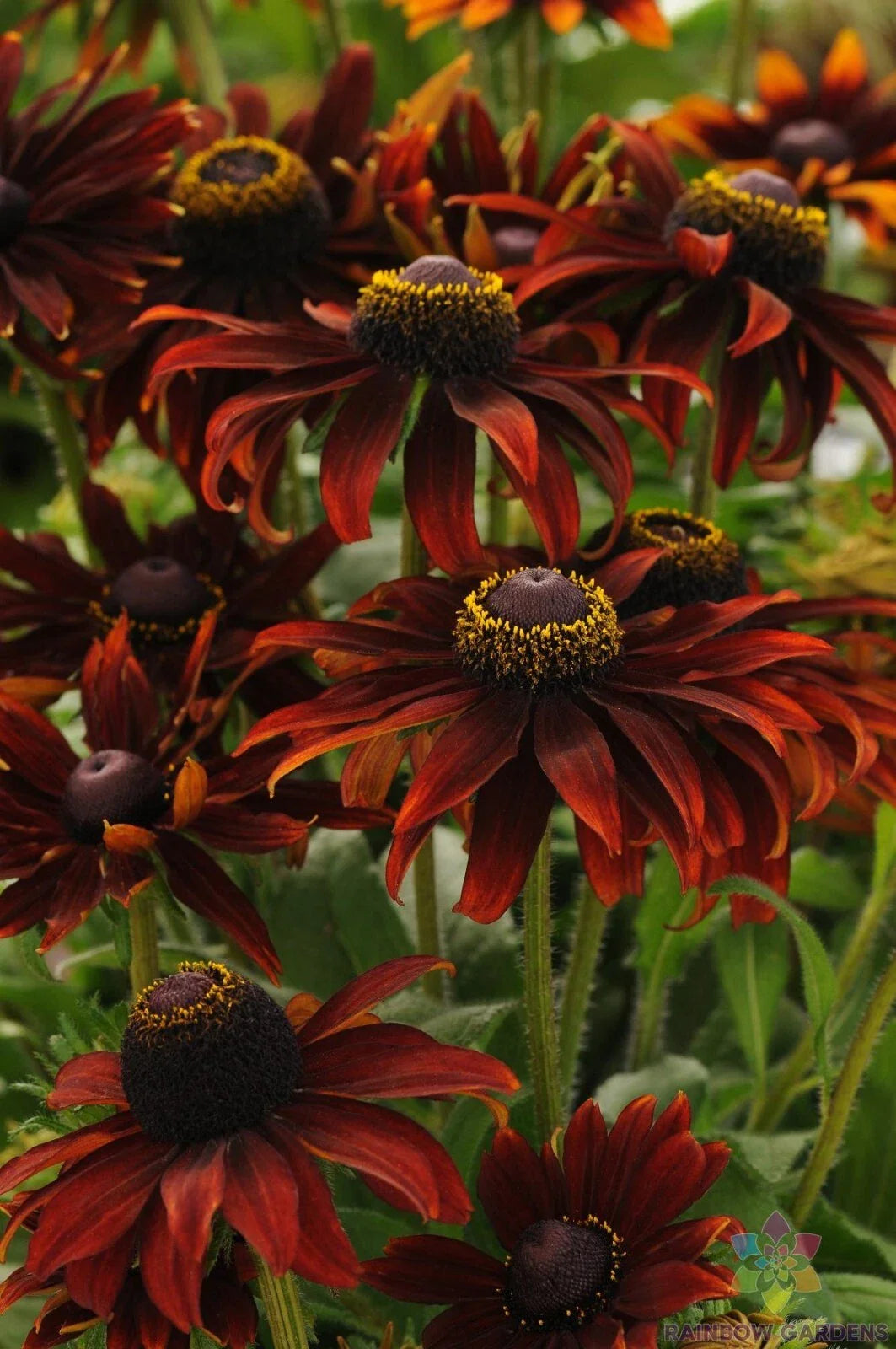 Moreno Rudbeckia Seeds - 200+ Bulk Garden Seeds for Planting - Black-Eyed Susan (Rudbeckia hirta) - USA