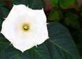 White Trumpet Bush Seeds | 20 Pack | Fragrant White Flowers | Tecoma stans