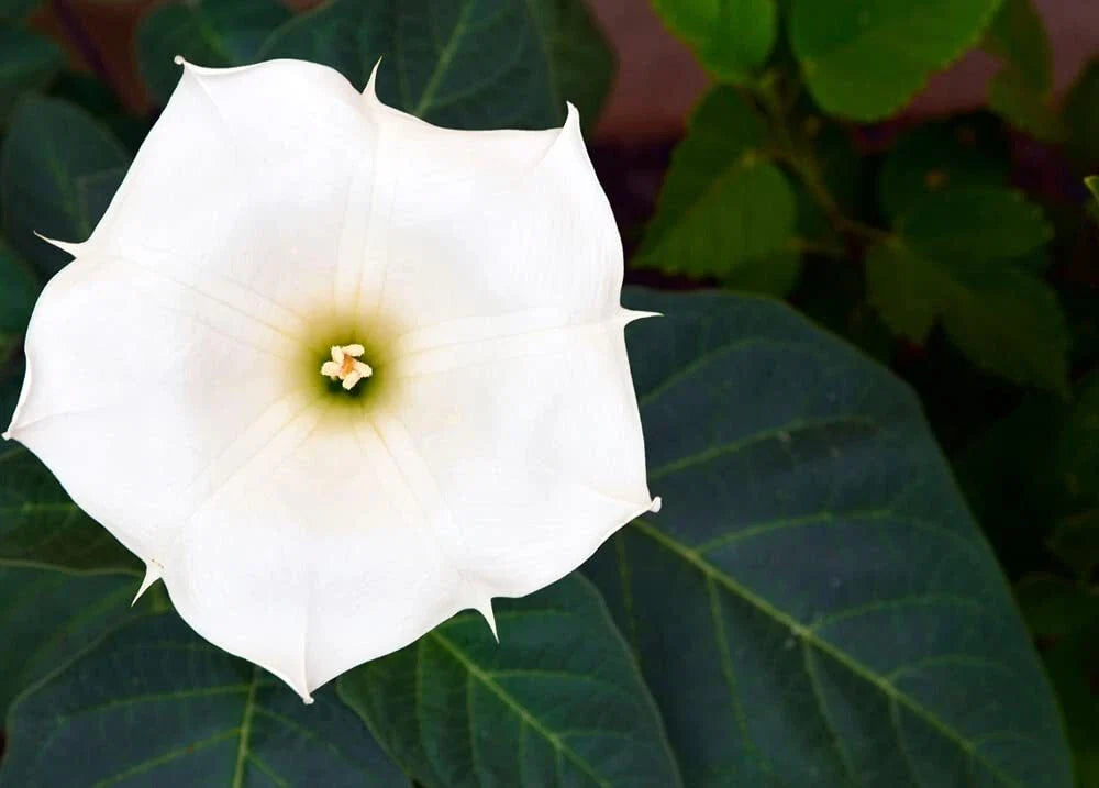 White Trumpet Bush Seeds | 20 Pack | Fragrant White Flowers | Tecoma stans