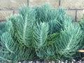 Senecio Mandraliscae Blue Chalk Sticks Succulent Cuttings - 5" Live Plants - Drought-Tolerant Indoor Decor