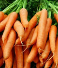 Little Finger Baby Carrot Seeds 1000+ Count | Vegetable Garden Seeds | Daucus carota | Free Shipping