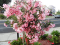 Oleander Cuttings 6" Pink Live Flower Plants for Propagation - Nerium oleander