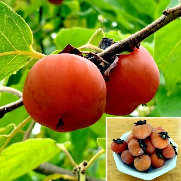 Persimmon Tree Seeds - Sugar Plum Variety - Cold Hardy Diospyros Virginiana - Fruit Plant for Zones 4-9