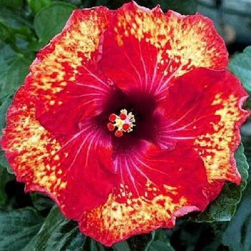 Hibiscus Seeds - 20 Pack Yellow Red Perennial Flower Seeds - Hibiscus rosa-sinensis - US Seller