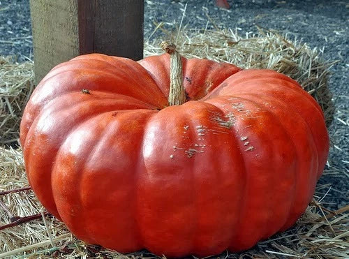 Cinderella Pumpkin Seeds - Fresh Seed for Planting - Heirloom Variety - Cucurbita pepo