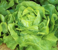White Boston Lettuce Seeds 600+ Non-GMO Butterhead Lactuca Sativa - USA Grown, Free Shipping