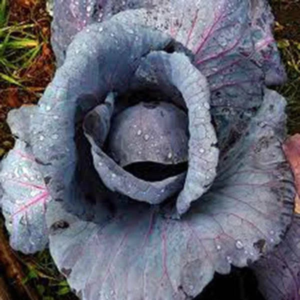 Red Acre Cabbage Seeds, Heirloom, Non-GMO, 50+ Seeds, Colorful Tasty Vegetable Garden Seed, Brassica oleracea.