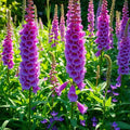Foxglove Seeds - 300+ Mixed Biennial Seeds for Fall Planting - Hummingbird Attracting Flowers - Digitalis purpurea