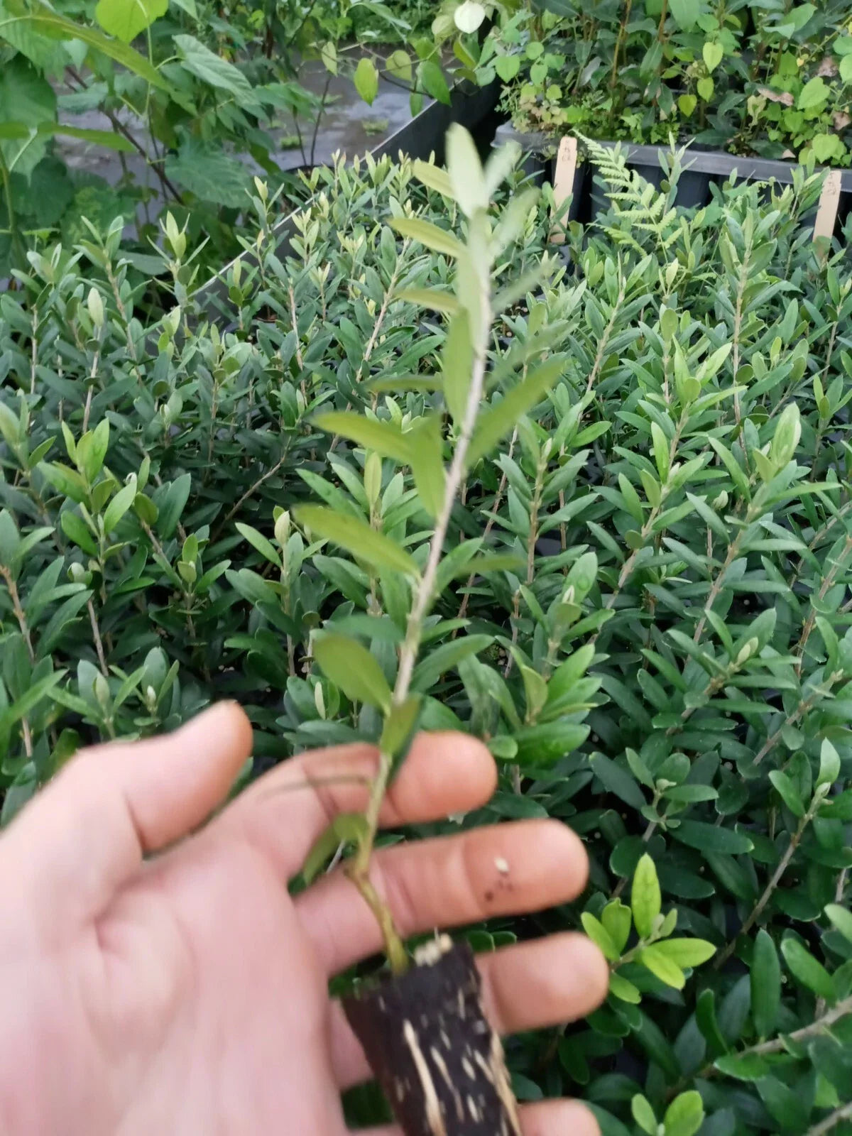 Arbequina Olive Tree Starter Plants 10-Pack - Olea europaea