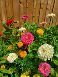 Giant Double Zinnia Mix Seeds - 200 Organic Seeds - Flower Garden Collection - Zinnia elegans - Ships Free in USA