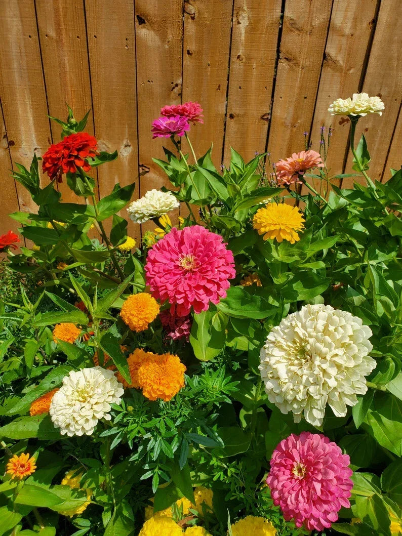 Giant Double Zinnia Mix Seeds - 200 Organic Seeds - Flower Garden Collection - Zinnia elegans - Ships Free in USA