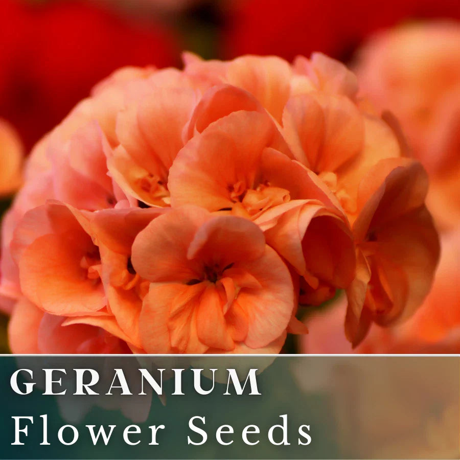 Geranium Seeds - 100+ Mandarin Whirl - Fragrant Fresh Flower Seeds - Non-GMO (Pelargonium)