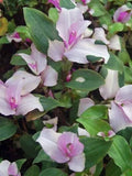 Variegated Tradescantia Blushing Bride Cuttings | 3 Gorgeous Wandering Jew Stem Cuttings | Houseplant Decor