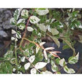 Rare Rambler Rose Cuttings - 'Curiosity' Variegata - Rosa Wichurana - 5 Premium Plant Cuttings for Gardening