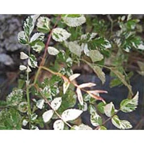 Rare Rambler Rose Cuttings - 'Curiosity' Variegata - Rosa Wichurana - 5 Premium Plant Cuttings for Gardening
