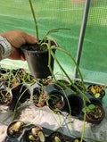 Sarcostemma Viminale Plant in 4-Inch Pot | Tropical Climbing Vine | Indoor/Outdoor Decor