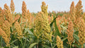 Organic Sweet Sorghum Seeds - 400+ Rox Orange - Native Waconia - Natural Syrup Production