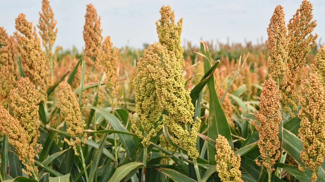Organic Sweet Sorghum Seeds - 400+ Rox Orange - Native Waconia - Natural Syrup Production