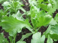 Chrysanthemum Seeds - Lager Tiger Ear Leaf Tong Ho Herb & Veg Seeds (茼蒿菜) - Ideal for Gardens and Culinary Use