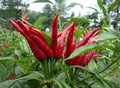 Hot Millet Pepper Seeds 50+ | Non-GMO | Capsicum annuum | Organic Gardening Seeds