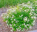 25+ NJ Tea Herb Seeds | Native Wildflower for Shade Garden | Ceanothus americanus | Container Friendly