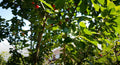 Stella Cherry Tree Cuttings - 8 Unrooted Cuttings - Prunus avium - Grow Your Own Cherry Trees