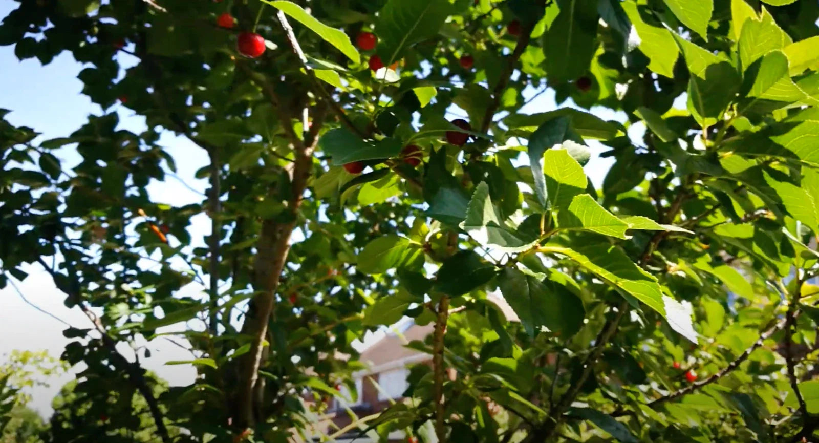 Stella Cherry Tree Cuttings - 8 Unrooted Cuttings - Prunus avium - Grow Your Own Cherry Trees