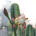 Cereus Peruvianus Cuttings - 6-8 Inch Peruvian Apple Cactus (Cereus repandus) - Set of 2