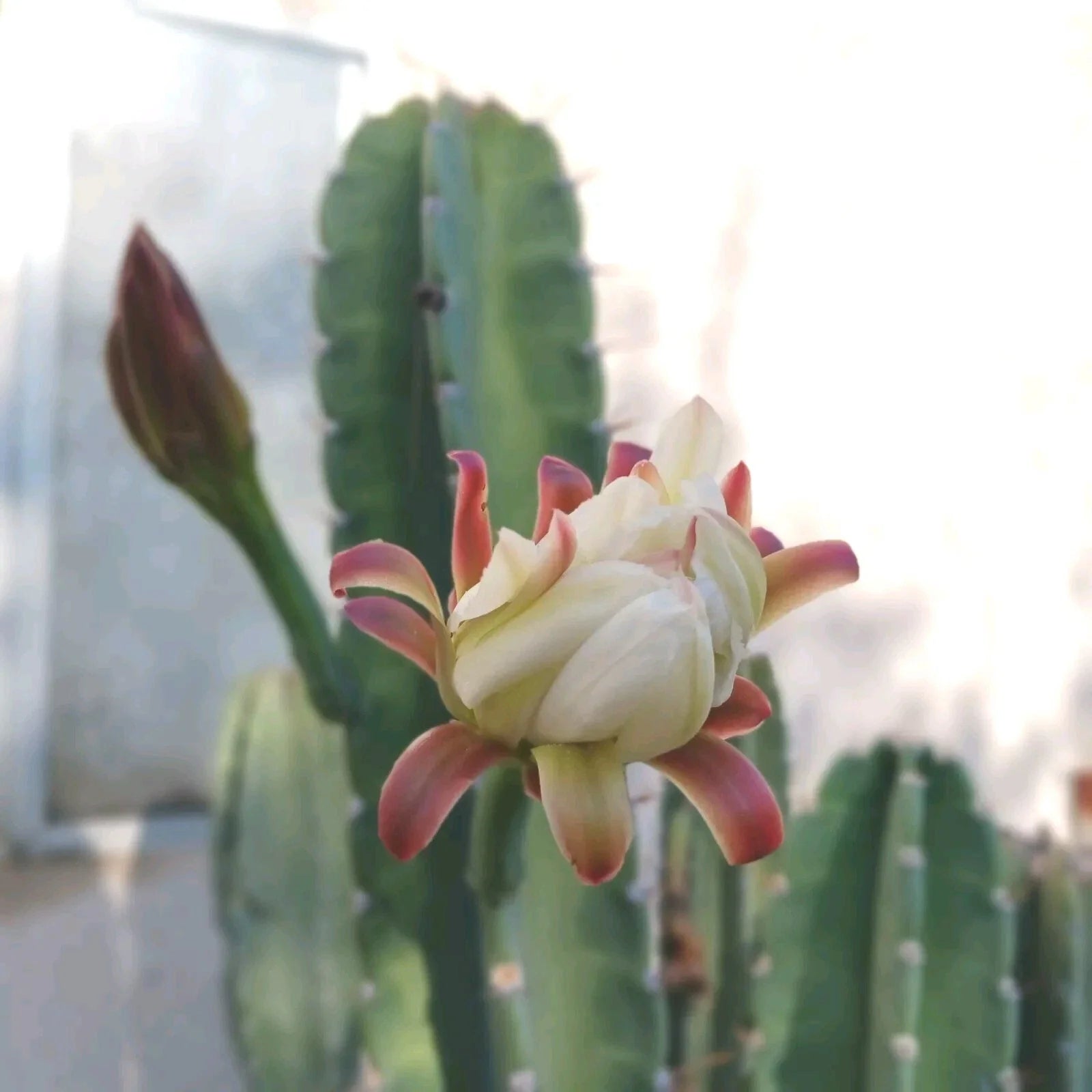 Cereus Peruvianus Cuttings - 6-8 Inch Peruvian Apple Cactus (Cereus repandus) - Set of 2