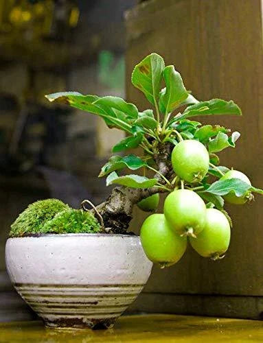 Guava Fruit Bonsai Tree Seeds - 50 Seeds - Tropical Exotic Variety - Psidium guajava